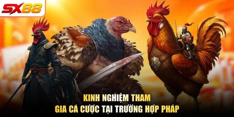 Kinh nghiệm tham gia cá cược tại trường hợp pháp